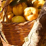 Pomar Da Choca