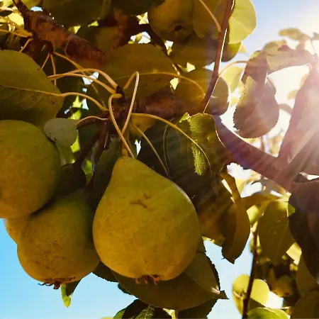 Pomar Da Choca Casa vacanze Alenquer