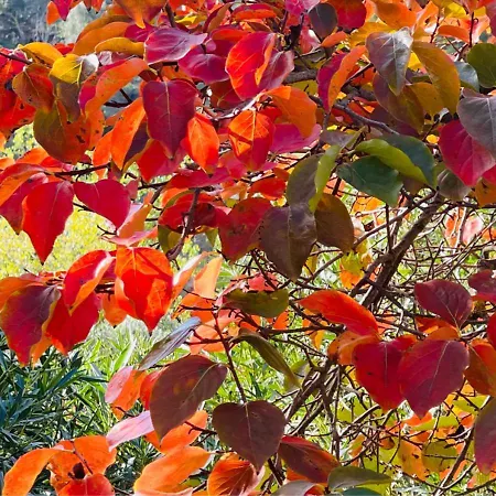 Casa vacanze Pomar Da Choca