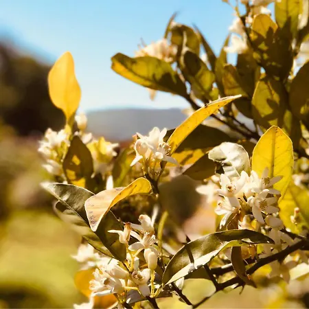 Pomar Da Choca Casa vacanze Alenquer